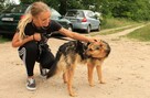 Tango - Owczarek niemiecki miniatura; zgodny z psami - 11