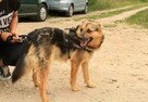 Tango - Owczarek niemiecki miniatura; zgodny z psami - 12