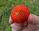 NOWOŚĆ!!! DRZEWKO TRUSKAWKOWE - ARBUTUS UNEDO - NASIONA 40 S - 1