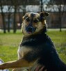 Wspaniały Matis szuka domu! Czy spotka go szczęście? - 8