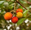 NOWOŚĆ!!! DRZEWKO TRUSKAWKOWE - ARBUTUS UNEDO - NASIONA 40 S - 2