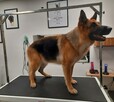 Salon pielęgnacji dla psów Wykąpane Wyczesane - 2