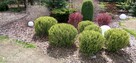 Formowanie żywopłotu, drzew i krzewów. BanGarden - 3