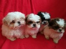 SHIH TZU z rodowodem - 1