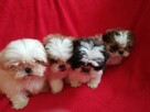 SHIH TZU z rodowodem - 3