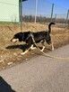 Rebus to ok 8 letni średniej wielkości pies Fundacja psi - 6