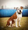 Amstaff młoda suczka - 1