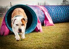 Amstaff młoda suczka - 2