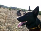 psi behawiorysta psi psycholog zaklinacz psów szkolenie psów - 1