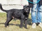Ułożony psiak kochający ludzi szuka PILNIE dobrego domu - 8