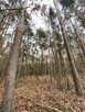 Las, działki leśne - na sprzedaż - 2