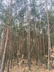 Las, działki leśne - na sprzedaż - 3