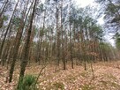 Las, działki leśne - na sprzedaż - 6
