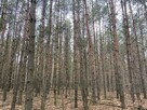Las, działki leśne - na sprzedaż - 7
