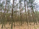 Las, działki leśne - na sprzedaż - 8