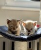 Koty tonkijskie, Tonkinese Cattery - 5