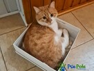 OXYMONEK - śliczny rudo-biały kotek szuka domu, adopcja - 6