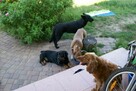 psi behawiorysta psi psycholog zaklinacz psów szkolenie psów - 3
