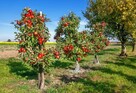Centrum Ogrodniczo Paszowe Zebrzydowice zaprasza na zakupy - 1