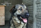 Rambo - onieśmielony psiak - 3
