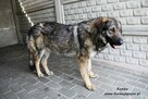 Rambo - onieśmielony psiak - 5