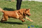 IMPULS - piękny rudy pies do adopcji