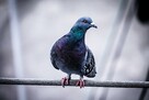 Sprzątanie balkonów po gołębiach Kraków, montaż siatki - 5
