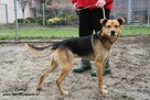 Zelmer - nieśmiały piesek - 5