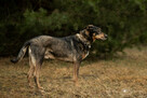 Max szuka domu - 3