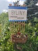 Byliny - wymiana i sprzedaż - Ogród - Wojcieszyce k. Gorzow - 2