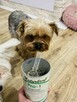 Karma Reico/sprzedaż on-line / doradztwo eksperta Reico - 6