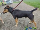 TROP - nieduży czarny podpalany piesek - 2
