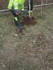 Wycinka drzew i remonty - 2