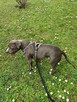 Amstaff do adopcji za darmo - 3