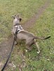 Amstaff do adopcji za darmo - 11