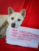 TIC - całe życie spędził w schronisku... - 3