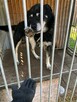 FRANK - Łańcuch i buda... posłuszny, szuka miłości - 4