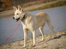 TIC - całe życie spędził w schronisku... - 2