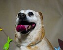 BISKIT cudny wesoły dziadzio BŁAGA o ratunek - 5