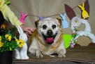 BISKIT cudny wesoły dziadzio BŁAGA o ratunek - 9