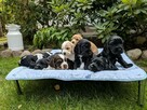 Wspaniałe |Maluszki Cocker Spaniel Angielski - 6