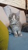 Niebieska kotka maine coon - 1