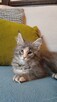 Niebieska kotka maine coon - 6