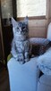Srebrny kocurek maine coon - 4