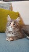 Niebieska kotka maine coon - 7