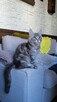 Srebrny kocurek maine coon - 5