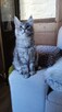 Srebrny kocurek maine coon - 1