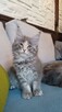 Niebieska kotka maine coon - 2