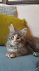 Niebieska kotka maine coon - 5