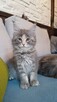 Niebieska kotka maine coon - 4